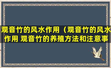 观音竹的风水作用（观音竹的风水作用 观音竹的养殖方法和注意事项）